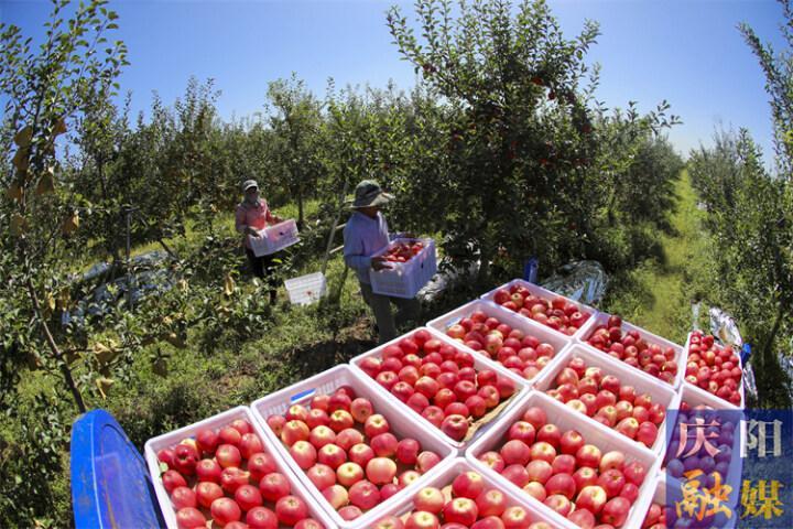 【慶陽蘋果果真好】今年我市果品冷藏企業出庫蘋果62萬噸 實現銷售收入40億元